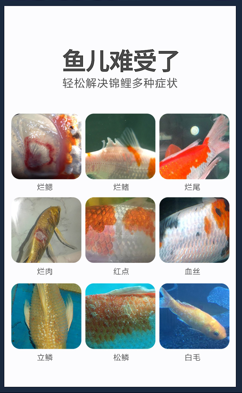 錦鯉魚(yú)病藥